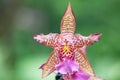 Bicolour orchid flower x Cambria, beautiful spotted and brightly coloured flower